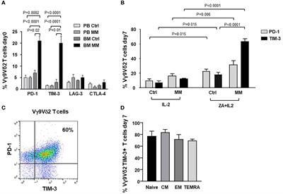 Immune dysfunctions affecting bone marrow Vγ9Vδ2 T cells in multiple myeloma: Role of immune checkpoints and disease status